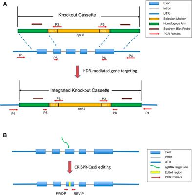 Targeted Gene Knockouts by Protoplast Transformation in the Moss Physcomitrella patens